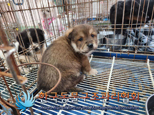 한국동물구조관리협회_441414202300936